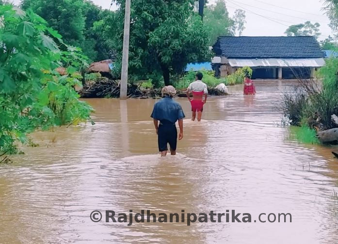 कञ्चनपुरमा बाढीले दर्जनौं बस्ती डुबानमा, ४ सय परिवार विस्थापित
